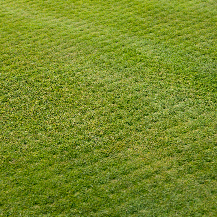 Landscaping in Cookesville, TN